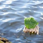 Floß bauen: Titelbild mit Floß im Wasser