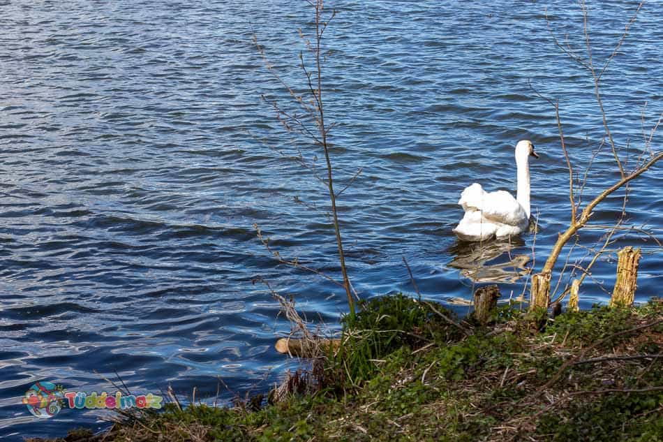 Ein Schwan guckt sich unser Treiben an